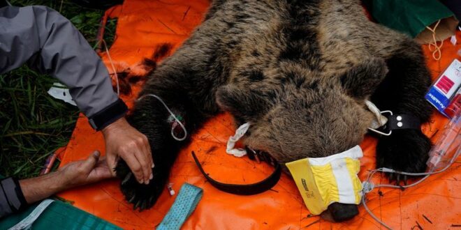 The special patrol protecting Spains brown bears and wary villagers