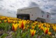 An AI robot is spotting sick tulips to slow the