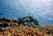 Australias Great Barrier Reef suffers major coral bleaching