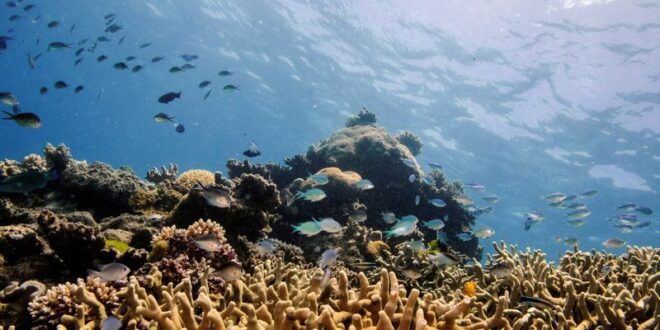 Australias Great Barrier Reef suffers major coral bleaching