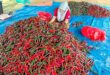 Chilli venture bears fruit in Segamat