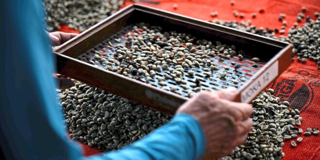 Coffee craze forces Asias big exporters to buy Brazilian beans