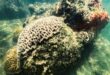 Exclusive World on brink of fourth mass coral reef bleaching event