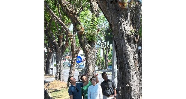 Greening city road with staghorn ferns