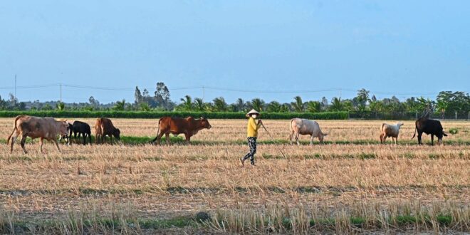 Livestock bodies call for tighter technical barriers