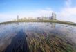 Merambong seagrass bed playground for marine life