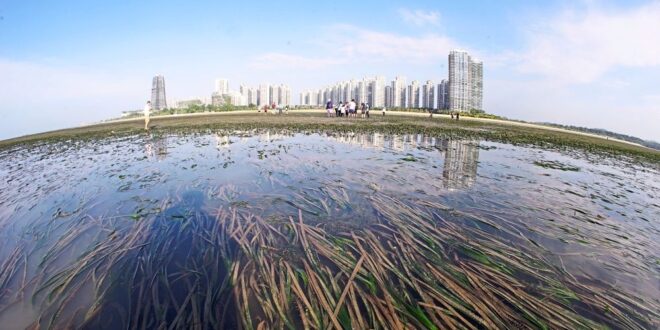 Merambong seagrass bed playground for marine life