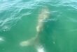 Paddleboard guides wish comes true after dugong sighting off Tanjung