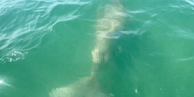 Paddleboard guides wish comes true after dugong sighting off Tanjung