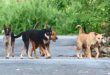 Stray dog hunt by local council draws flak from dog