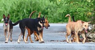 Stray dog hunt by local council draws flak from dog