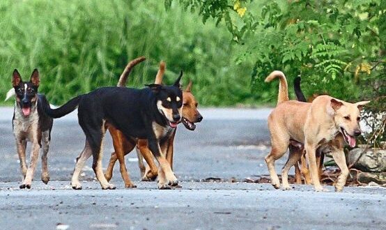 Stray dog hunt by local council draws flak from dog