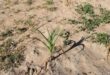 Zimbabwe goes hungry as crops wither amid El Nino drought