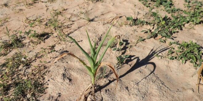 Zimbabwe goes hungry as crops wither amid El Nino drought