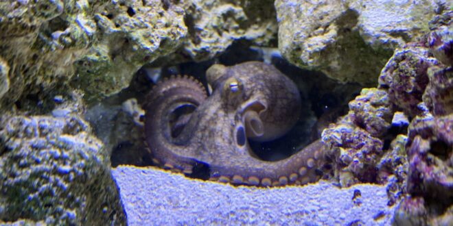 A nine year old boys dream of a pet octopus is a