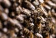 Bees vs drones How tech is tackling crop pollination