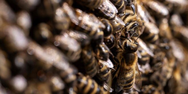 Bees vs drones How tech is tackling crop pollination