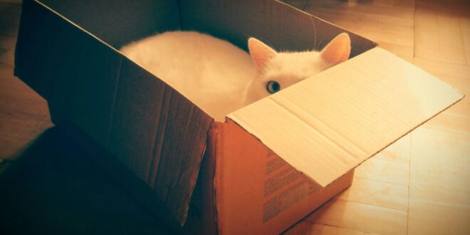 Cat hides in Amazon return package – then ends up