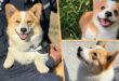 Chinas first Corgi police dog makes public debut hailed for