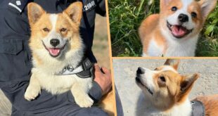 Chinas first Corgi police dog makes public debut hailed for