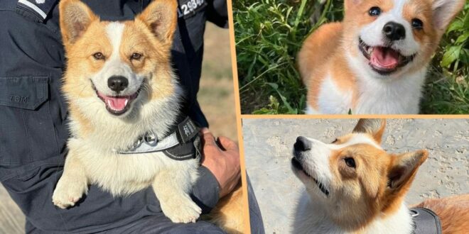 Chinas first Corgi police dog makes public debut hailed for