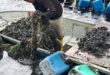 Contaminated mussels Melaka Fisheries Dept to continue monitoring