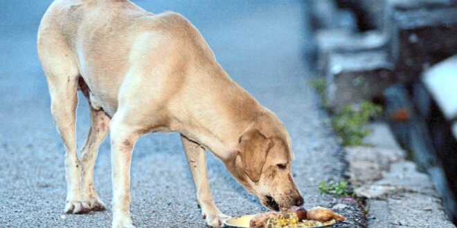 Councillor No plans to kill stray dogs