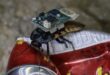 Cyborg rescue roaches showcased at Singapore security summit