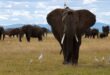Elephant deaths trigger Kenyan call for Tanzania to curb hunts