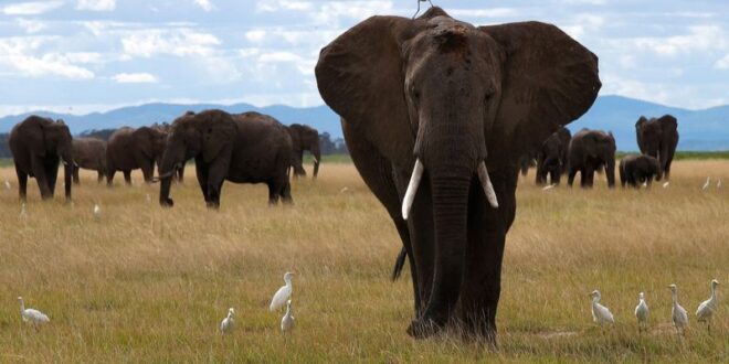 Elephant deaths trigger Kenyan call for Tanzania to curb hunts