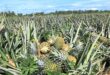 Joint pineapple cultivation project with university to increase yield