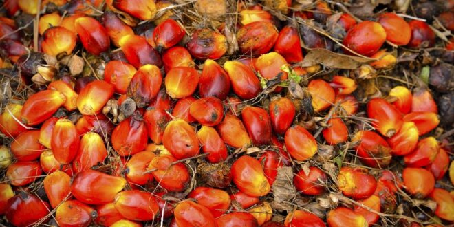 Latin American palm oil exports on the rise