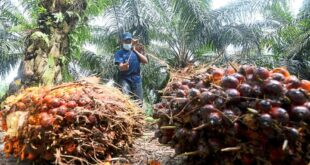 MPOB urges palm oi industry players to export tocotrienol products