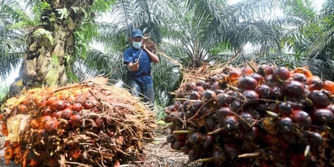 MPOB urges palm oi industry players to export tocotrienol products