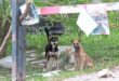 NGOs must ensure dogs taken from pound dont end up