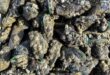 PD mussels still contaminated not safe to eat says Negri