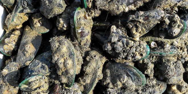 PD mussels still contaminated not safe to eat says Negri