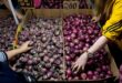 Red onions to be cultivated in Perak Tengah says exco