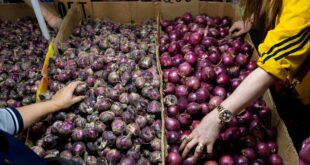 Red onions to be cultivated in Perak Tengah says exco