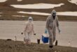 Scientists investigate thousands of dead Antarctic penguins for bird flu