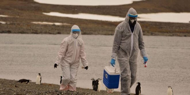 Scientists investigate thousands of dead Antarctic penguins for bird flu