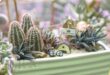 Sharing healing through succulents The Star