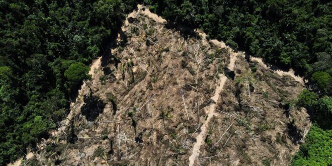 Tropical forest loss eased in 2023 but threats remain analysis