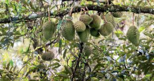 Unlicensed durian planters lose case against eviction notices in Kuantan