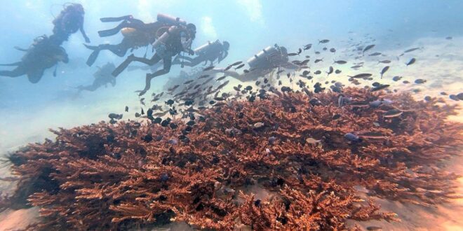 Mersing islands comparable to Maldives