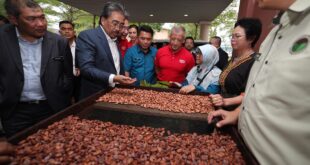 Govt to allocate RM95mil to boost local cocoa production says
