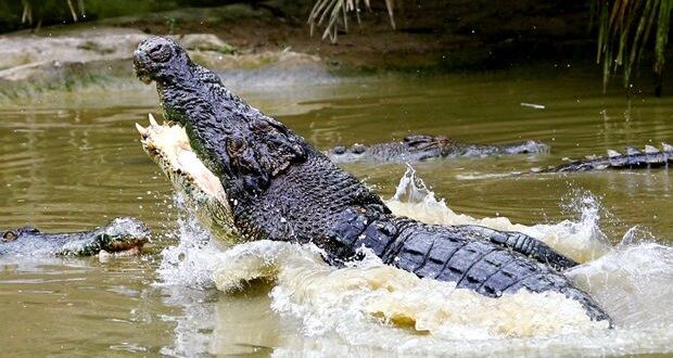 Immediate action needed to end crocodile threats in KK waters