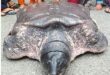 Malaysias giant softshell turtle on the brink of extinction