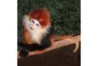 New habitat of critically endangered tricolour langur discovered in Jemoreng