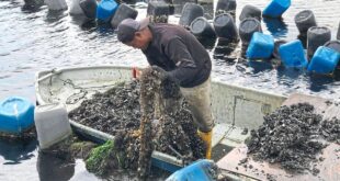 Opening up mussel farm to woo tourists